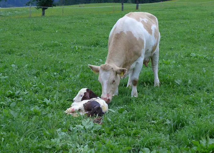 バウアーンホフ オーバー * ビルンバウム